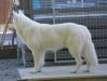  Albus Lupus Snow White Bajas