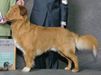 GCH. Brandywine June Louie Blue