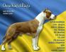 INT.CH Oscar Red Mist King of Ring's