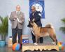 AKC GCH Kitsune Brazilian Homebre At TaJa