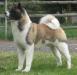 AKC GCH CR-Wicca's Platinum Sunsation