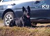ISIS OF K-9 TOP TRAINING