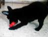 NEMESIS OF K-9 TOP TRAINING