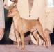 BISS Am Ch./ MPCA Hall of Fame Sire Ruffian's Starbuck