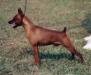 Am Ch / MPCA Hall of Fame Sire Sandbrook Twist and Shout