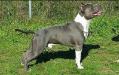 JCH-CH IT-CH S.M.-W.Dog.National Spec.2017-BOW NATIONAL 2017 BLUE EYES DEL JINKO'S SALENTINO