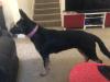  Prestige's Illyria Calipari Tucker
