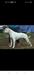 Ch A.I.C.D.P. Ch FCW Ch IABC Ch ABNA Danibull's White Grizzly of Lionesses