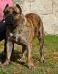 Diamante rayas Comanche