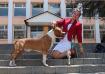 JCHRus, BLR CHRus BLR,RKF. Feierverk Powerful Lion