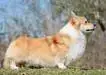 Corgilandia Calicojack