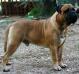INT.Ch,Multi Ch,Grand Ch.GR,J.GRW'16 Verus Amicus Thor