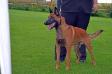V1 Best Youthdog in Show Bodyguard de la frisone liberté