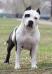 JCH.Rus CH.Rus,Mol,Ukr,Bel, CACIB Yudzhi Afrodita Luxury Springster