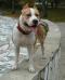 CAC/Cacib Darling Cristal