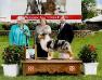 HOF GCH AKC/ASCA CH Crofton Hide and Seek