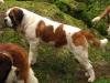 Lasquite's Dora v Rising Star