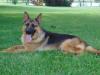  Rouse's Spartacus Von Sable Rock