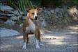 VCh, VBIS, RVBIS Mysterious Scarlet des Anges de Kent