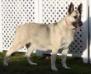 RIN TIN TINS LADY RACHAEL