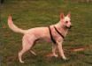 RIN TIN TINS LORD MAGI