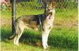 Rin Tin Tins Celestial