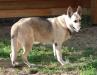 Rin Tin Tins Max