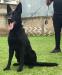 Oly Real K-9