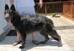  Girod's Bruno The Beast