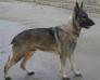 RIN TIN TINS RIN TIN TIN III
