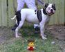  Jewel of Paparazzi Kennels