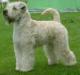 LPI Wheaten Island's Ava Tejarpsdalen