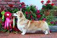 LV & LT JCH; LV & LT & EST & BALT & FIN CH Hooch Rolanda Corgirix