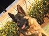 SG2, Breed Surveyed *Olina of Cadeau