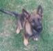 ANKO OF K-9 TOP TRAINING