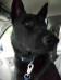  Jax Jynx Von Woof Woof