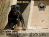 Imperator´s Legacy Harlem Globetrotter