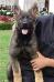 K-Oly de Poder Canino