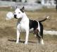 5x baby BIS, puppy BIS, Junior Champion of Serbia JESSY LONG STEP