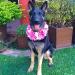 Becca Real K-9