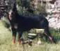 Dingo de euskal herria