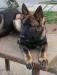  Windy Willow Acres Sampson Von Schone Stadt