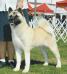 AKC GCH Sondaisa I Can Only Imagine