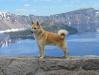 Hundehaven's Kendall
