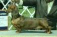 GCH USA Passport Prelude To A Kiss
