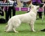 LV BY JCh, LV LT EE RU BY CH Ariadna Pathfinder Sardogs