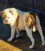  Paparazzi Kennels Sho Nuff Sexi of Red Oaks