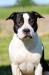 JCH LV,CH MULTI,INTER,BALT,EUR 17. CHARLIE CHAPLIN PERFIJ LATAMSTAFF