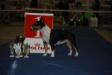 J.World Winner 2011, Eur Winner 2013, Interchampion,15xCACIB MOOLTI GREAT COCO CHANEL FASHION LEGEND