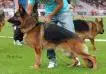 VA1 (ESP 2011, 2012, 2013), V5 (BSZS 2013) Farin I De Carrique